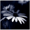Flowers avatars