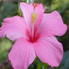 Flowers avatars
