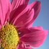 Flowers avatars