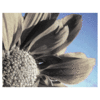 Flowers avatars