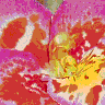 Flowers avatars