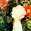 Flowers avatars