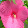 Flowers avatars