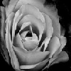 Flowers avatars