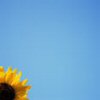 Flowers avatars