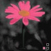 Flowers avatars