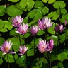 Flowers avatars