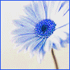 Flowers avatars