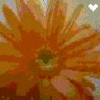 Flowers avatars