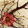 Flowers avatars