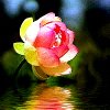 Flowers avatars