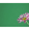 Flowers avatars