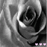 Flowers avatars