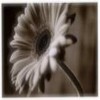 Flowers avatars