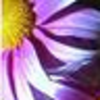 Flowers avatars