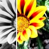 Flowers avatars
