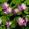 Flowers avatars