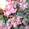 Flowers avatars
