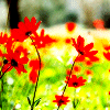 Flowers avatars