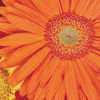 Flowers avatars