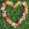 Flowers avatars