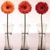 Flowers avatars