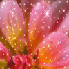 Flowers avatars
