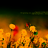 Flowers avatars
