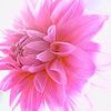 Flowers avatars