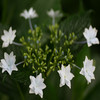 Flowers avatars