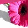 Flowers avatars