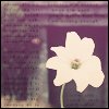 Flowers avatars