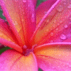 Flowers avatars