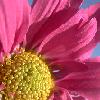 Flowers avatars