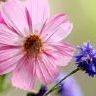 Flowers avatars