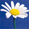 Flowers avatars