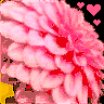 Flowers avatars