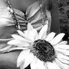 Flowers avatars
