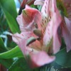 Flowers avatars