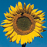 Flowers avatars