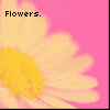 Flowers avatars