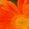 Flowers avatars