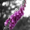 Flowers avatars