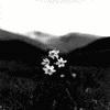 Flowers avatars