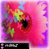 Flowers avatars