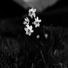 Flowers avatars