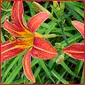 Flowers avatars