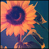 Flowers avatars