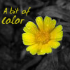 Flowers avatars