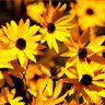 Flowers avatars